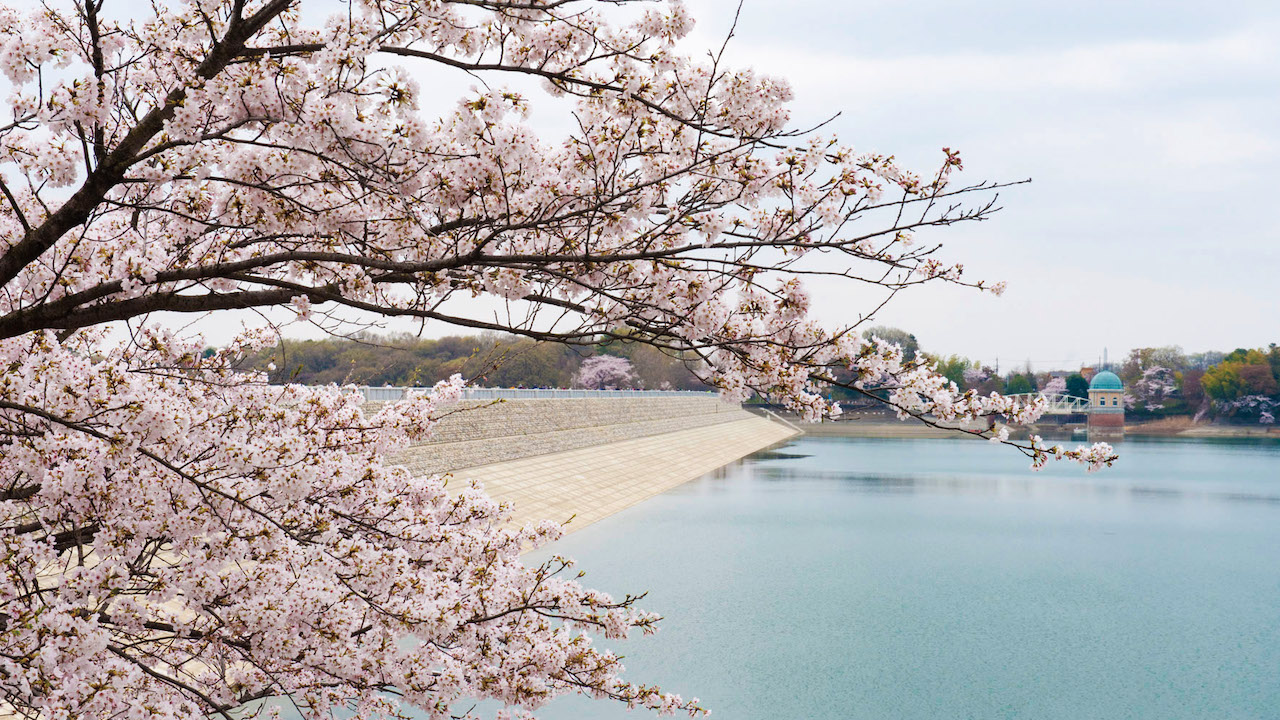 Sayama Park and Lake Tama 2