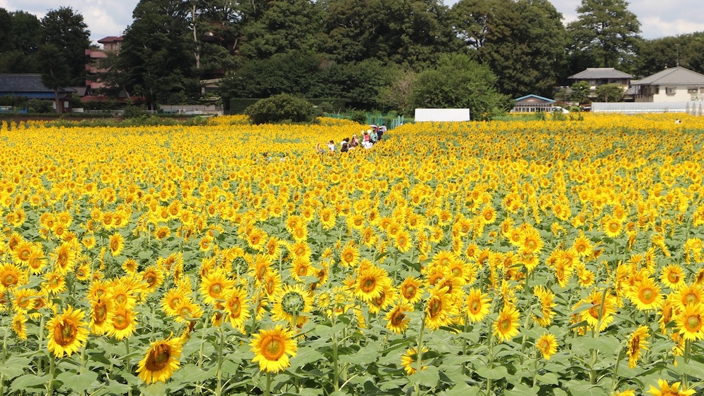 Kiyose_sunflower.jpg