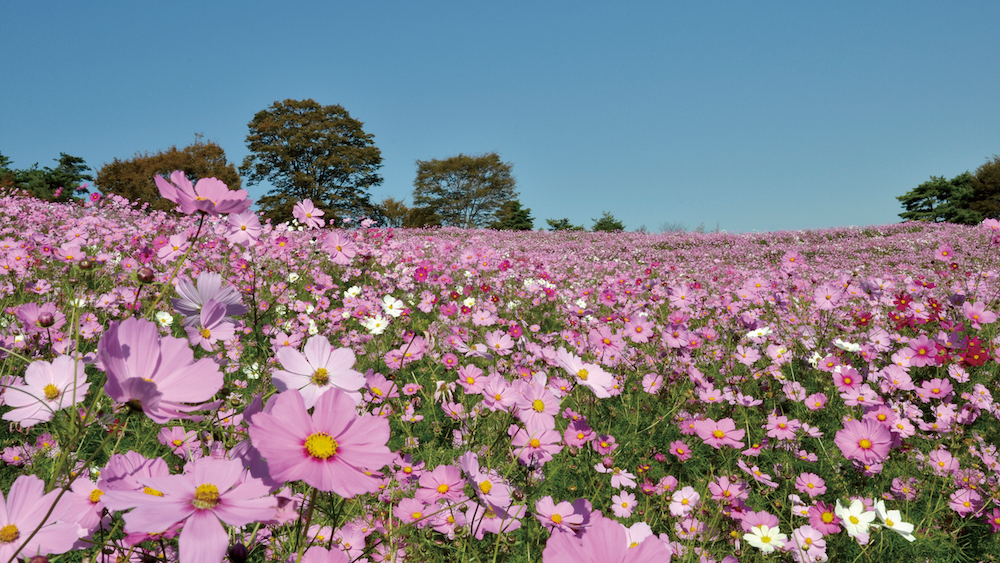 Showa-Kinen-Park2.jpg