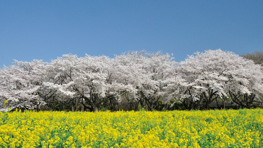 Showa-Kinen-Park3.jpg