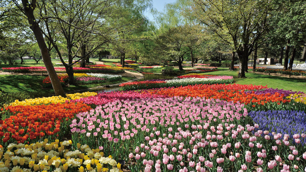 Showa-Kinen-Park4.jpg