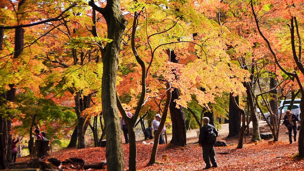 Tsukinoishi-Momiji-Park1.jpg