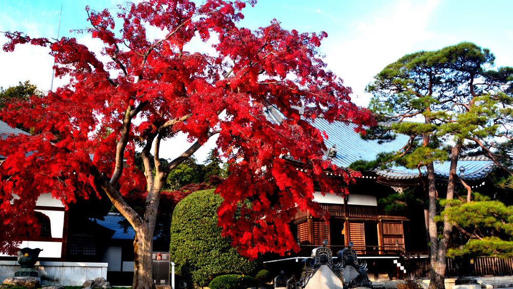 Nonin-ji-Temple-_02.jpg