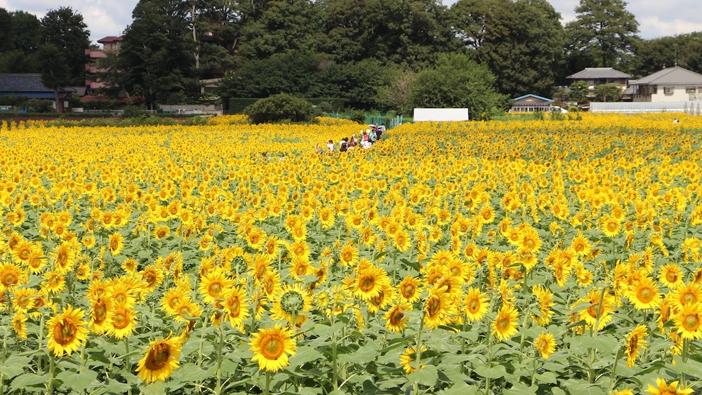 Kiyose_sunflower