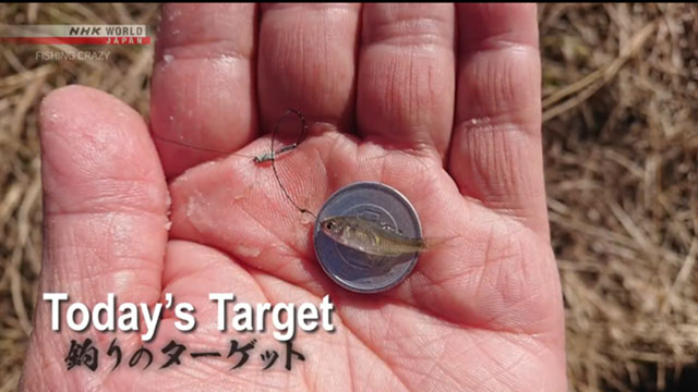 The tiny tanago fish which is prized by a select few