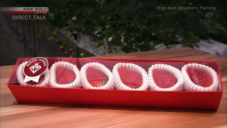 A box of Migaki-Ichigo strawberries, marketed as “edible gems”