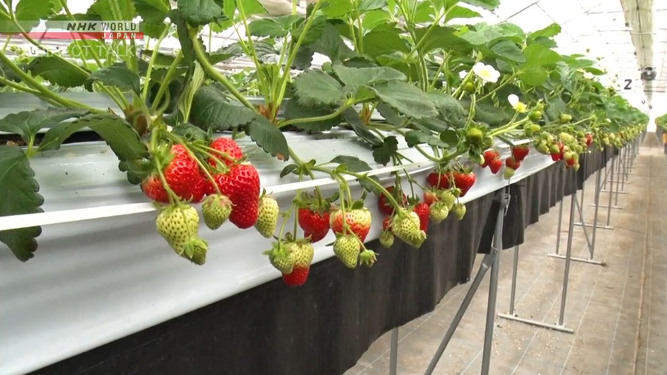 Luxury-quality strawberries created by cutting edge technology used in the strawberry greenhouses