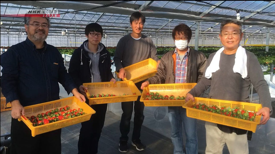 Iwasa teamed up with local strawberry farmers and provides training to others