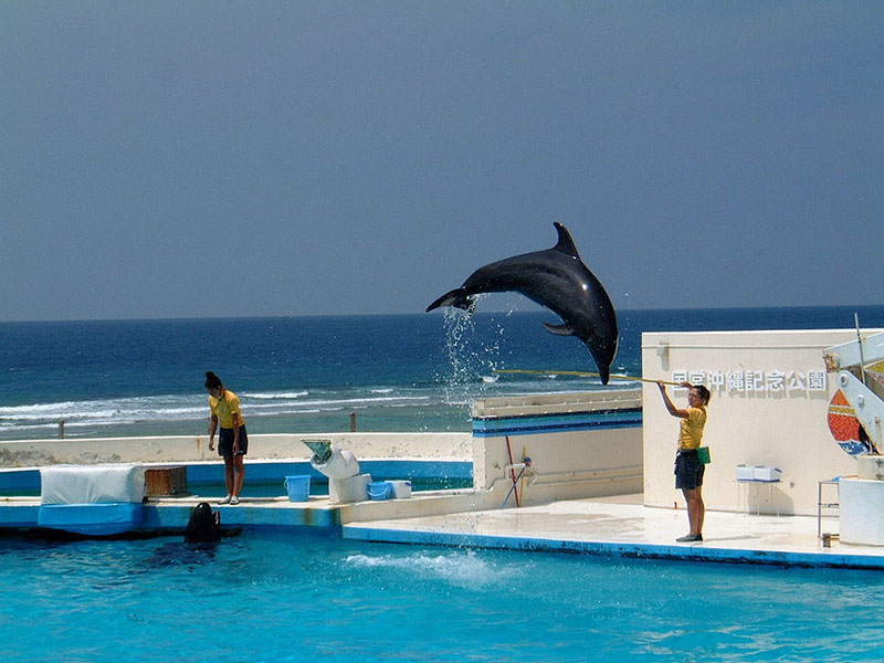 800px-Dolphin-jump