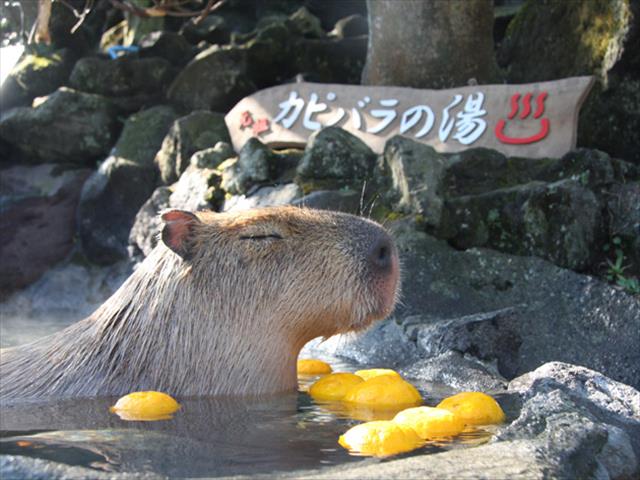 capybaraonsen_R