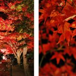 mt-fuji-autumn-part-1-6