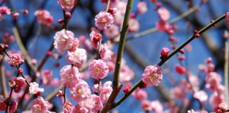 ดอกซากุระ ดอกท้อ หรือดอกบ๊วย ดอกไหนสวยที่สุด?