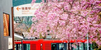 นั่งรถไฟไปชมซากุระที่ฮาโกเนะ