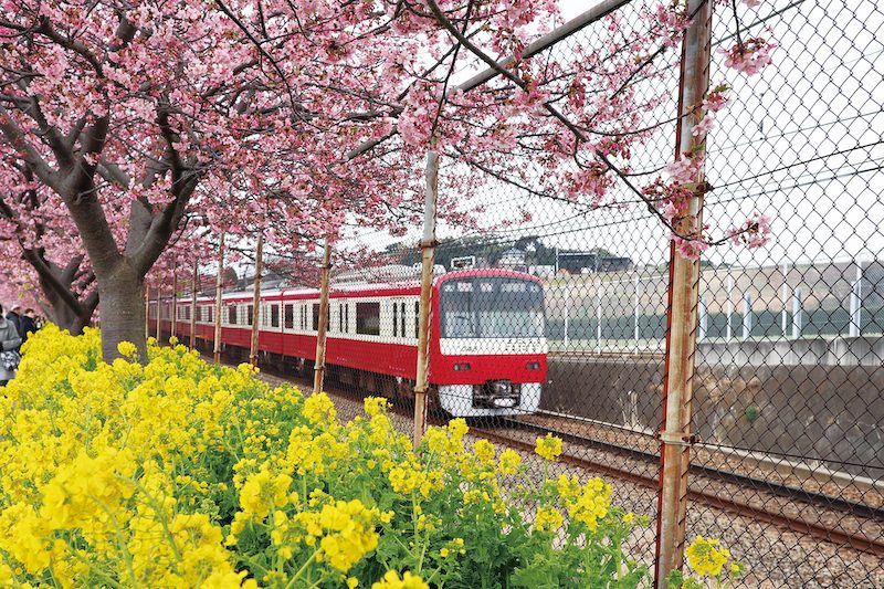 ลองถ่ายรูปคาวาสึซากุระกับรถไฟที่วิ่งอยู่