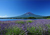 outdoor-lavender