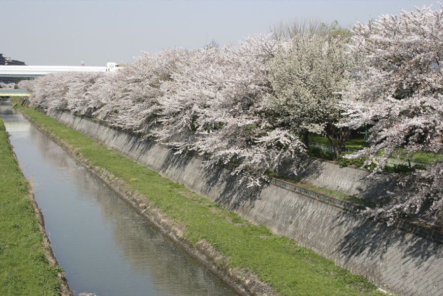 鴨川堤桜通り公園不只有櫻花，運氣好的話還看得到油菜花與櫻花的共演