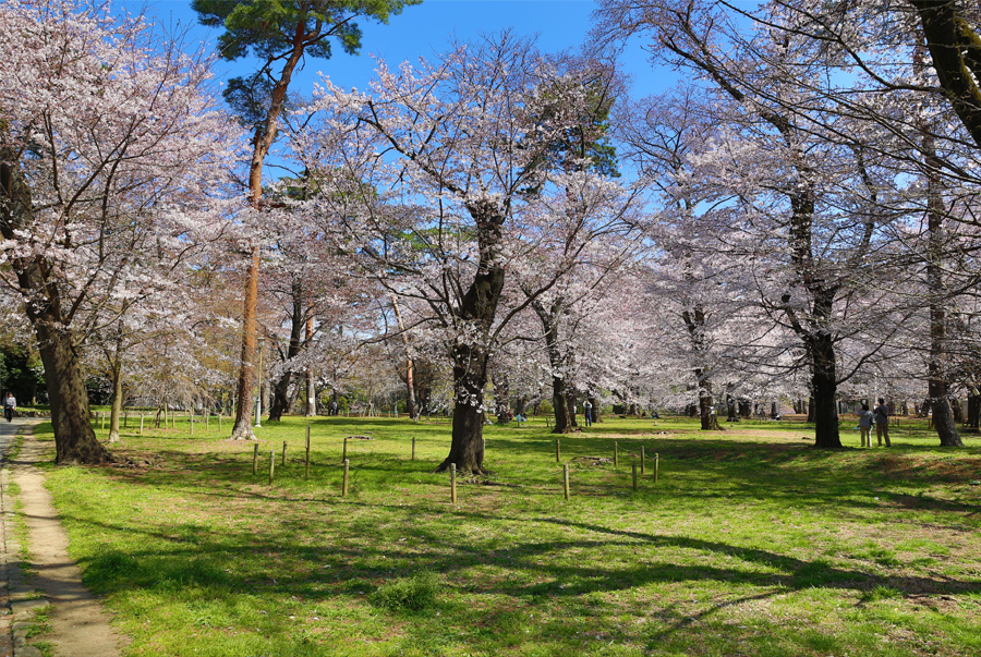 腹地廣大的大宮公園是日本數一數二的賞櫻名勝