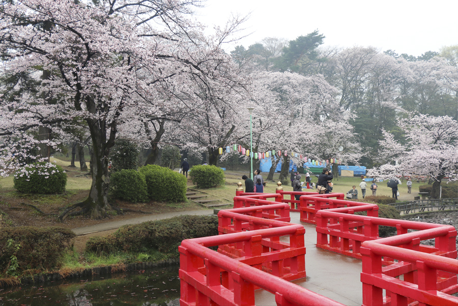 岩槻城址公園內的「八ツ橋」搭配櫻花，景色迷人
