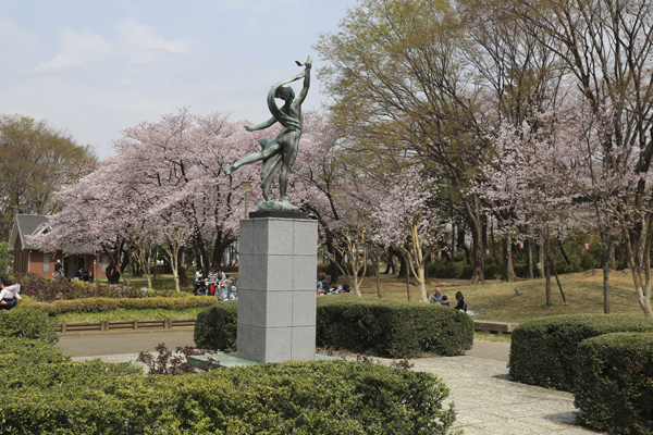 与野公園內有約300棵櫻花樹