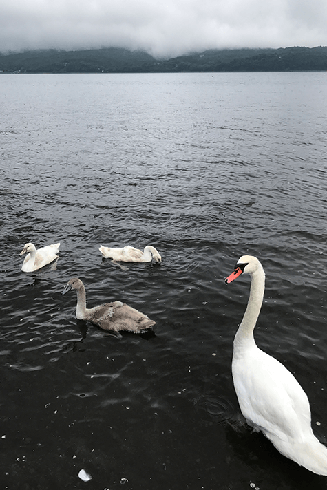 swan-on-lake