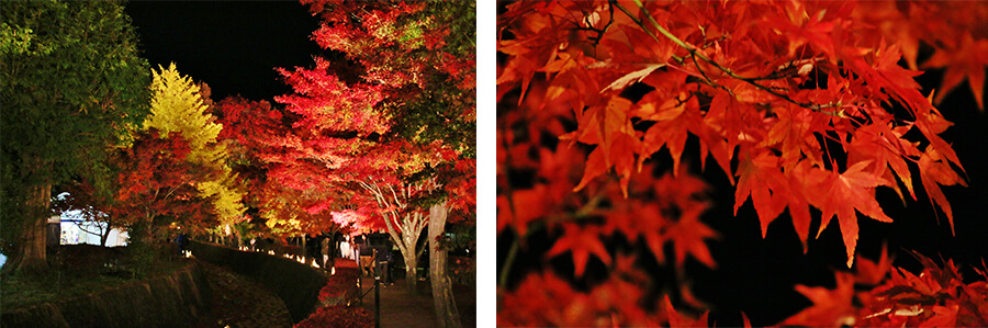 Kawaguchiko Autumn Leaves Festival is worth a visit