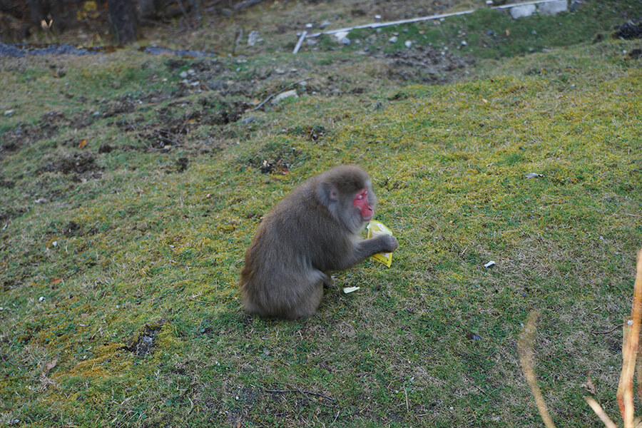 A Japanese macaque munching on somebody else’s treat