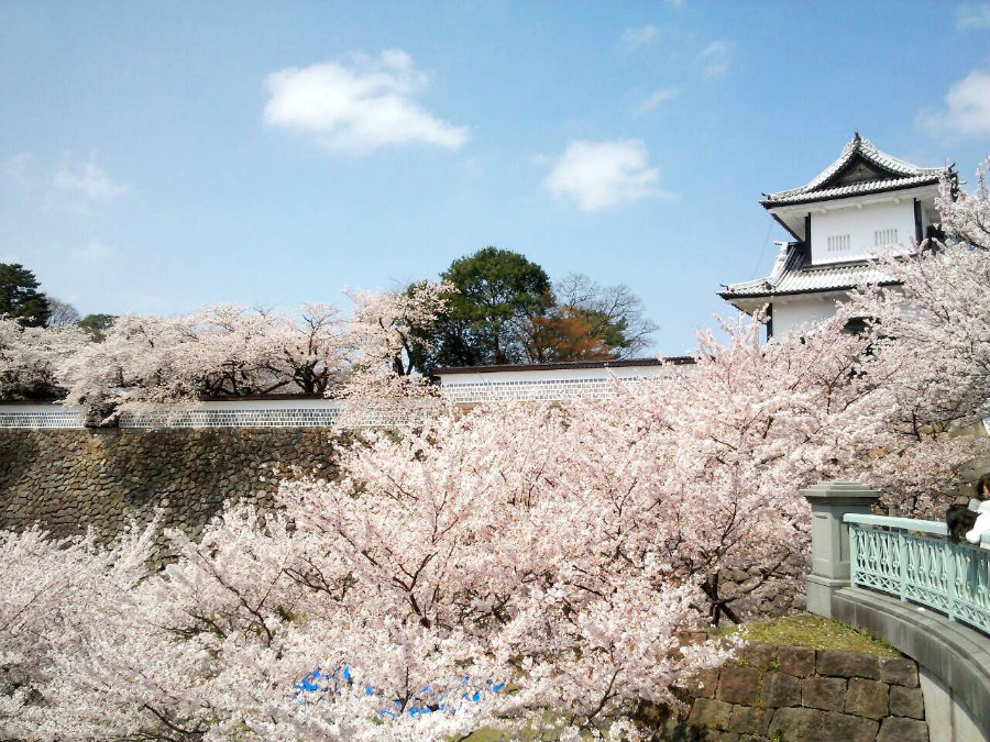 10 金沢城の桜