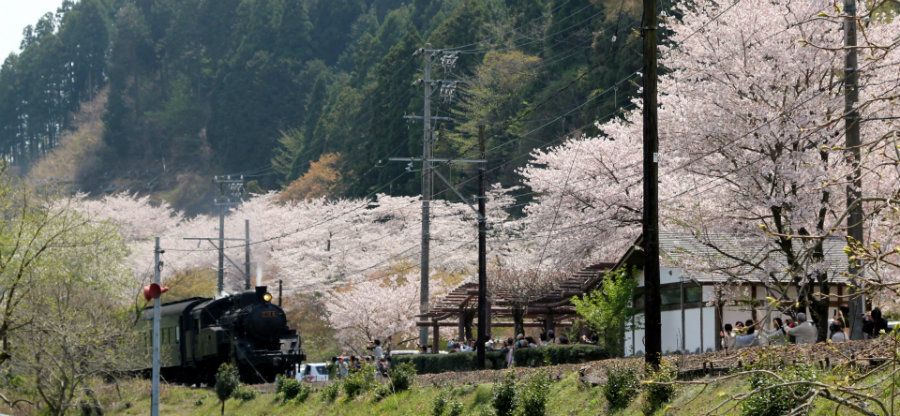 5 及川鉄道の桜