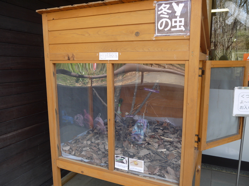 為了讓孩子們觀察不同季節的昆蟲而設置的觀察箱
