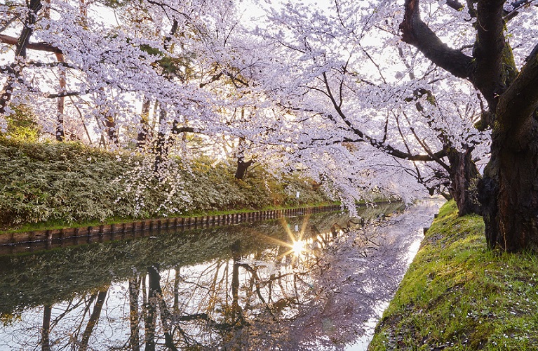 Hirosaki-Sakura-day_001