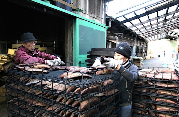 カネサ鰹節商店的鹽醃鰹魚製作過程