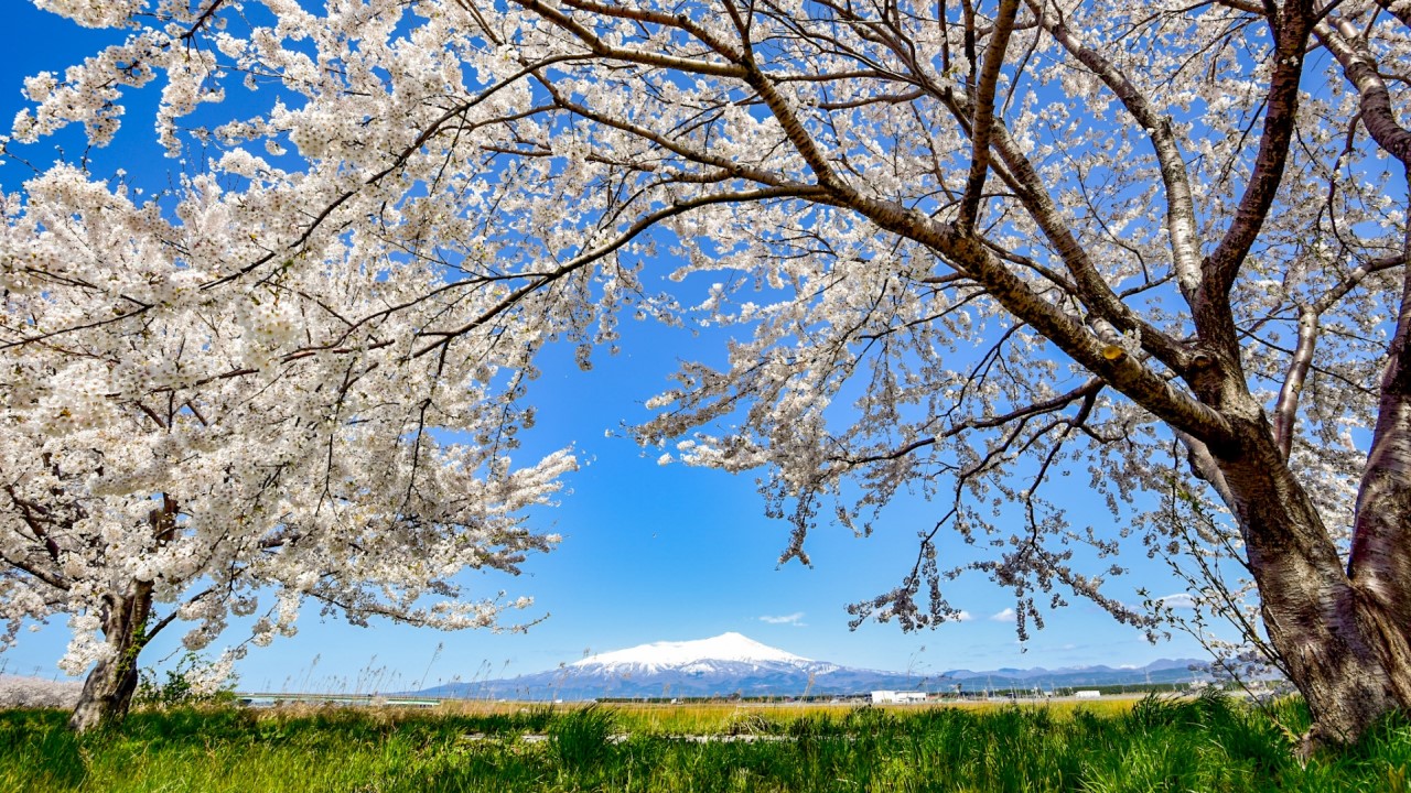 櫻花與遠方的鳥海山相互映襯的美景