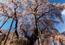 Springtime Snow of Sakura Petals | Cherry Blossoms in Tohoku, Japan Miharu Takizakura