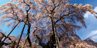 Springtime Snow of Sakura Petals | Cherry Blossoms in Tohoku, Japan Miharu Takizakura