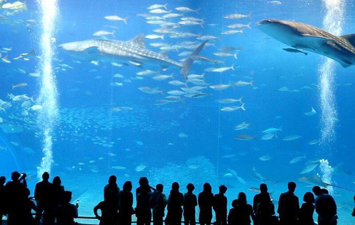 Kuroshio Tank, one of the largest in the world