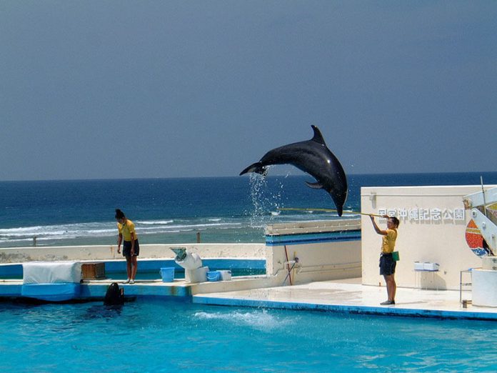 shows of dolphins