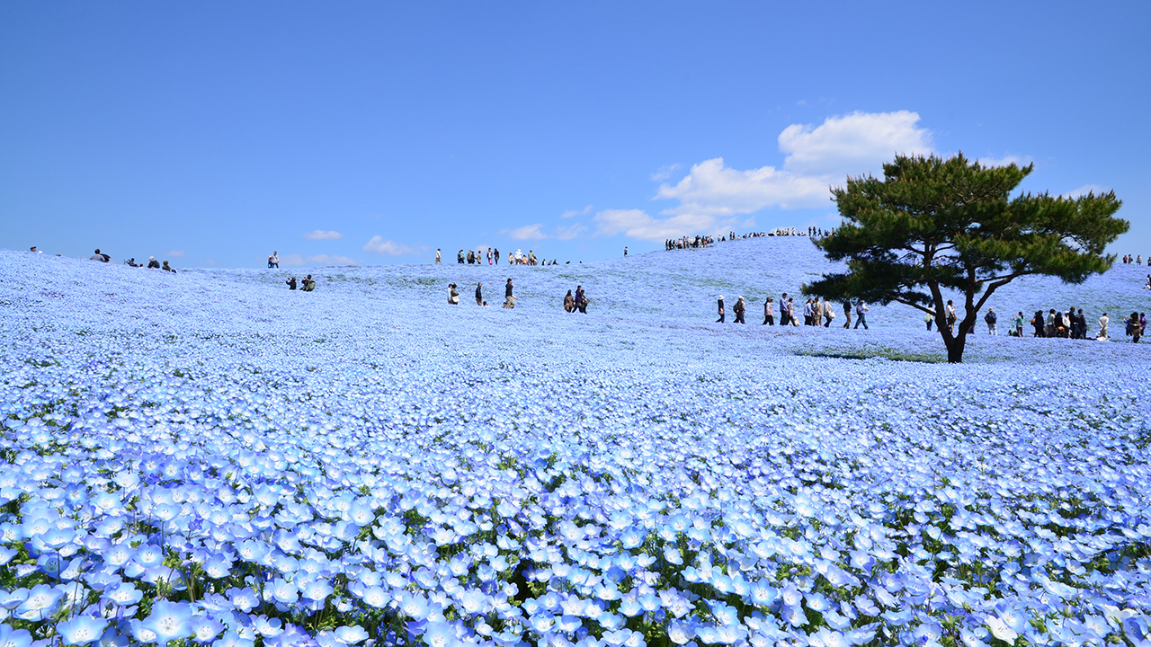 nemophila