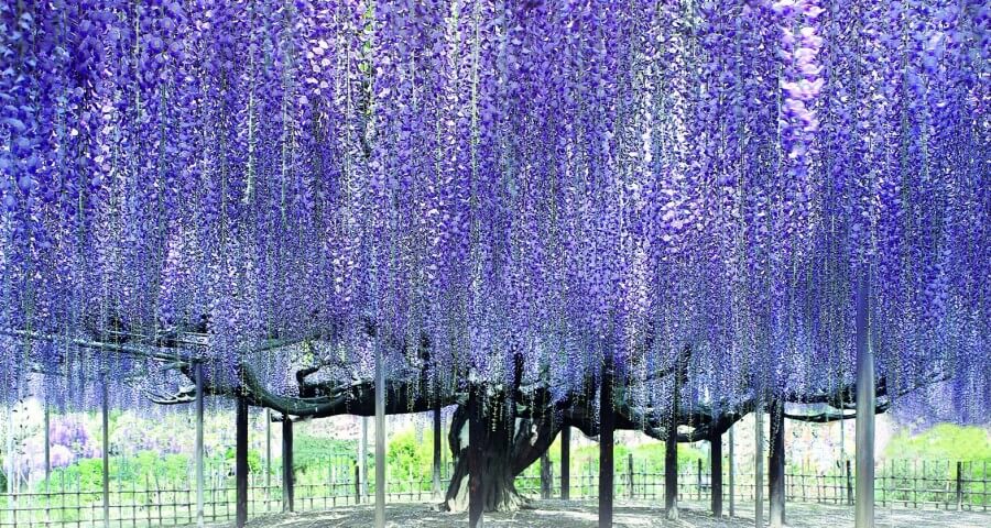 1wisteria