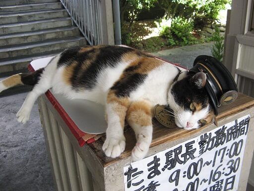 Wakayama&amp;#39;s workaholic cats - WAttention.com