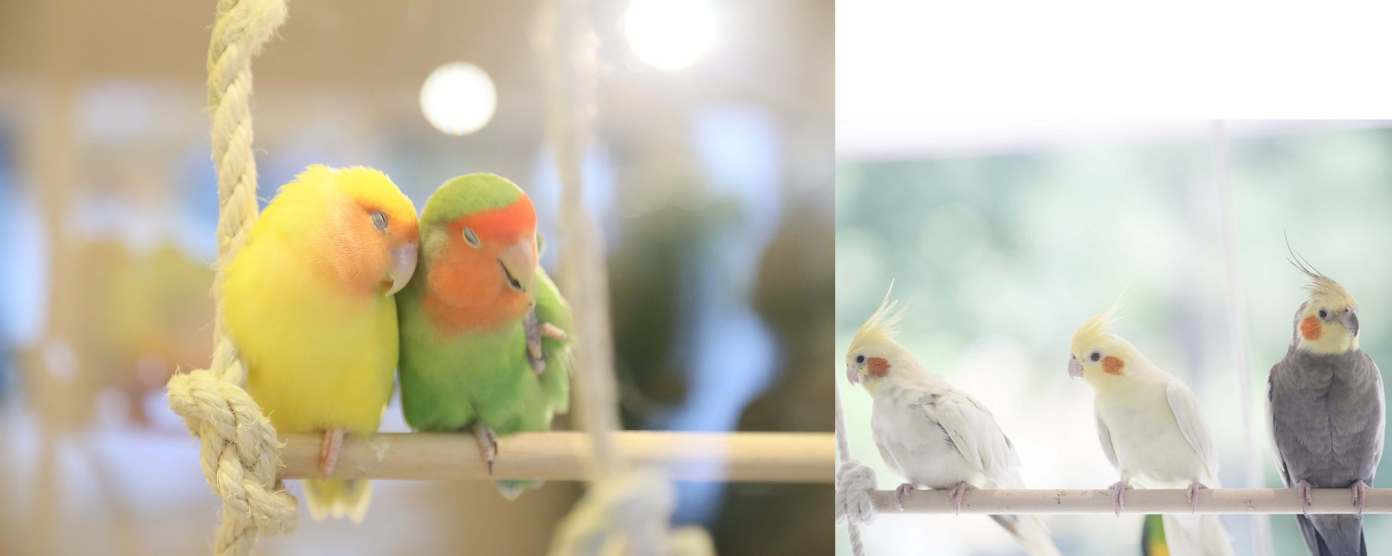 Adorable Bird Cafe in Osaka: Kotori Cafe 