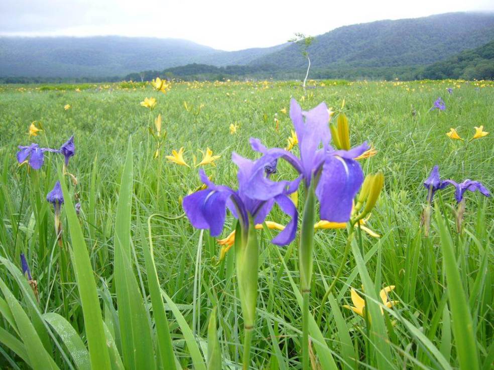 Oze National Park