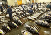 Your last chance to pay homage to the Tsukiji Fish Market! the Tsukiji Fish Market