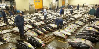 Your last chance to pay homage to the Tsukiji Fish Market! the Tsukiji Fish Market