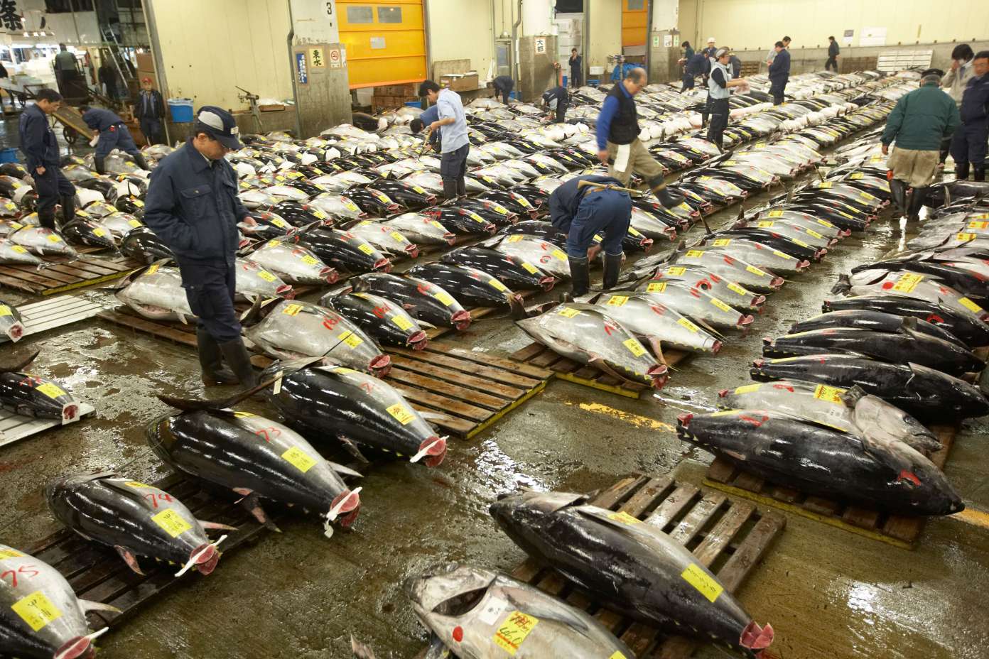 the Tsukiji Fish Market