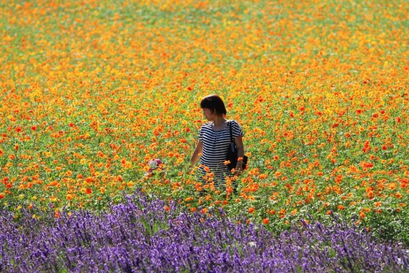 Lavender and Poppy