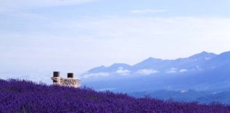 Vibrant Hokkaido Lavender Fields in Furano, Japan