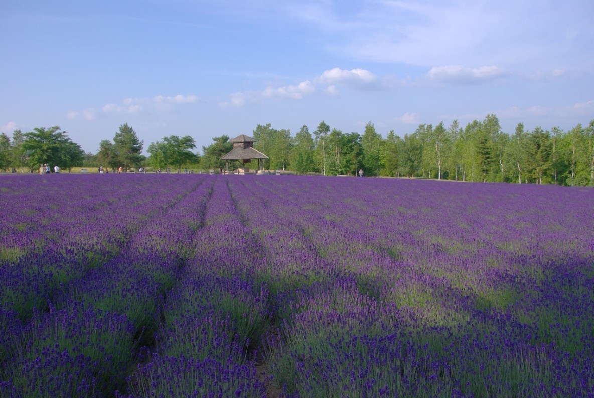 Lavender