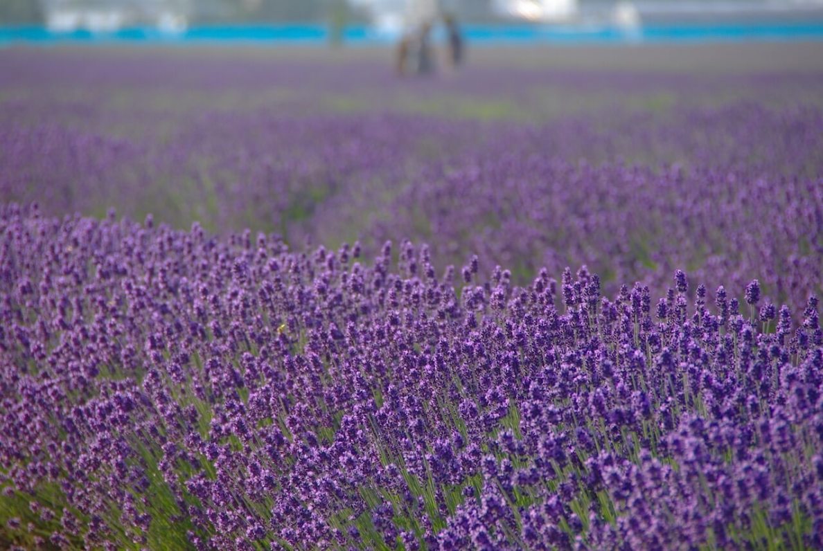 Lavender