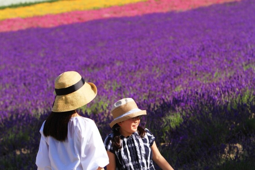 Lavender fields