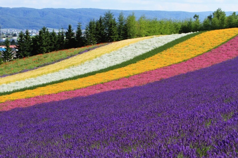 Lavender fields